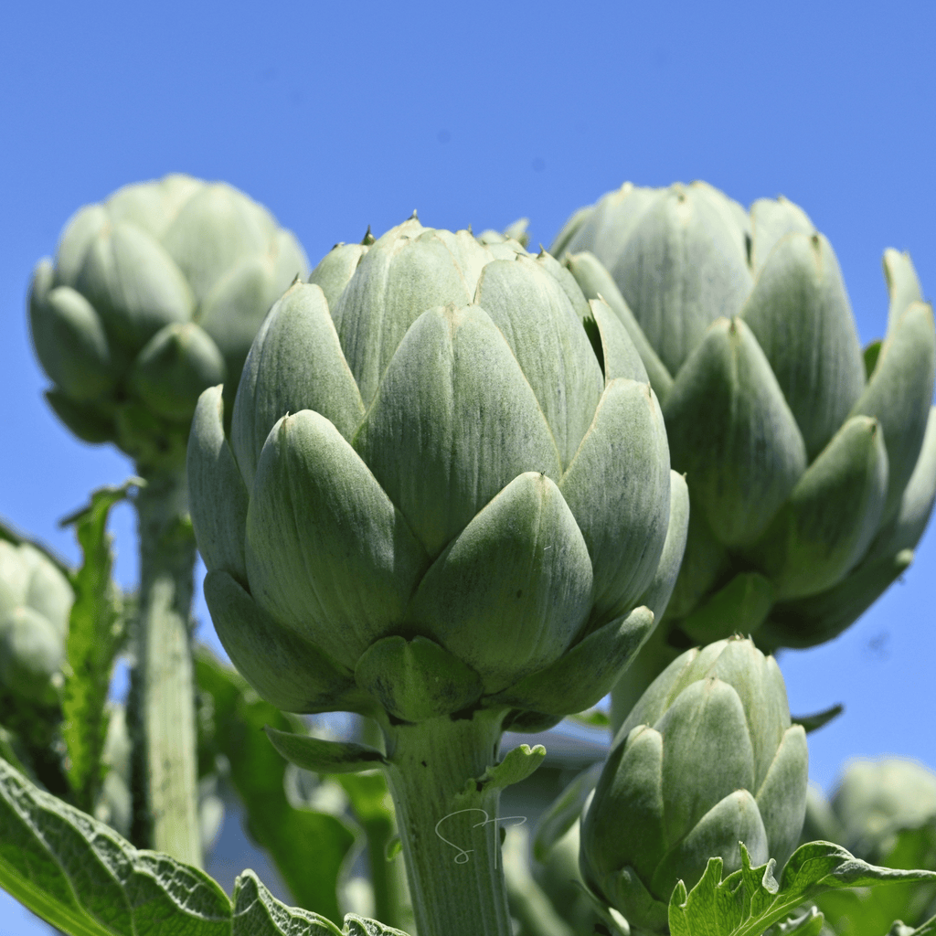 Green Globe Artichoke – 25 Seeds | Seeds | Wiccan Center