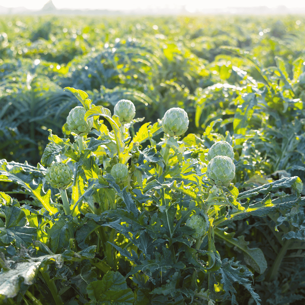 Green Globe Artichoke – 25 Seeds | Seeds | Wiccan Center