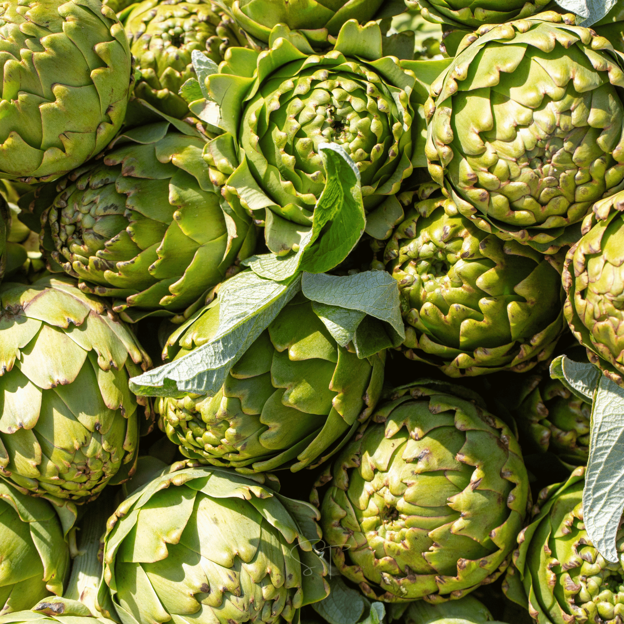 Green Globe Artichoke – 25 Seeds | Seeds | Wiccan Center