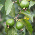 Guava – 25 Seeds | Seeds | Wiccan Center