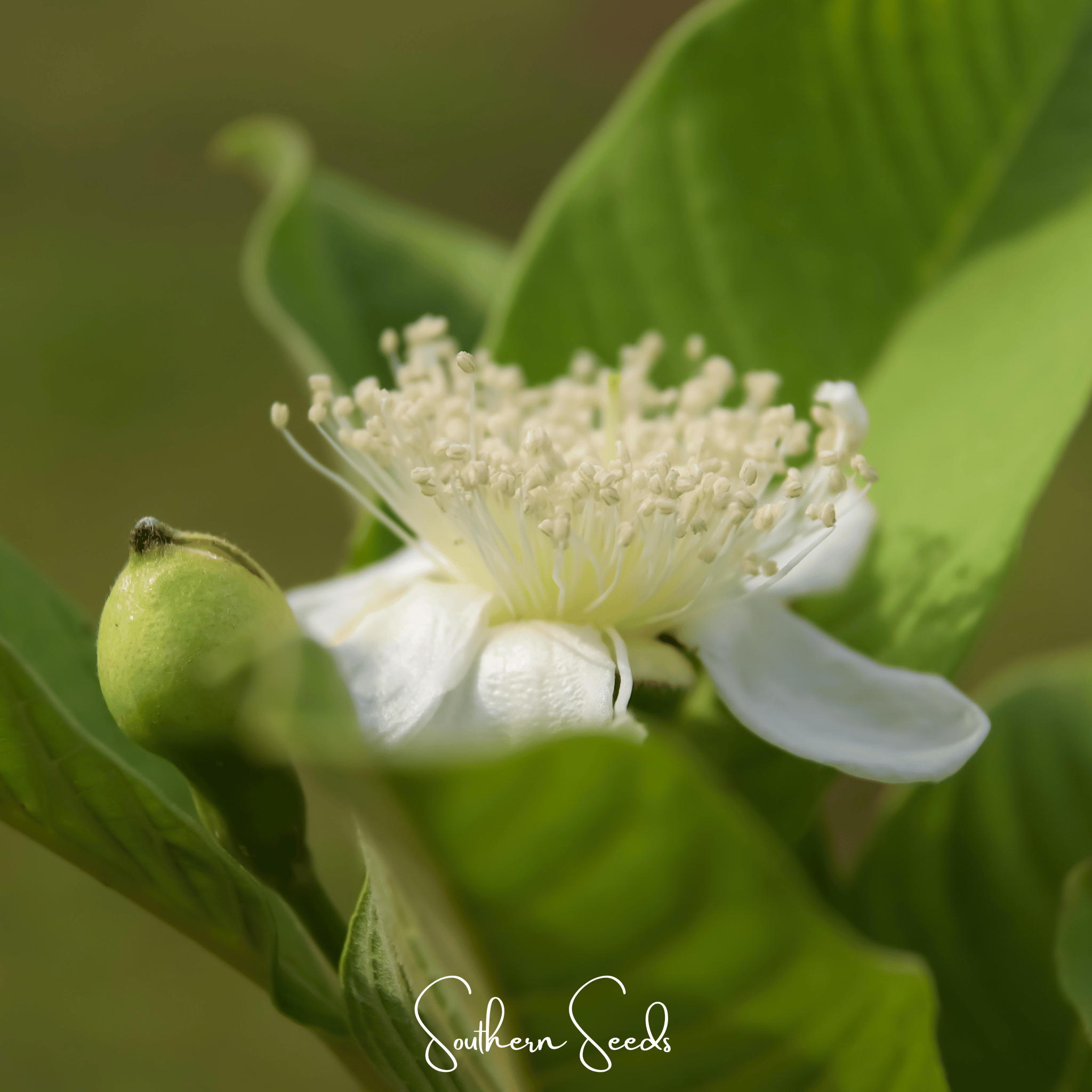 Guava – 25 Seeds | Seeds | Wiccan Center
