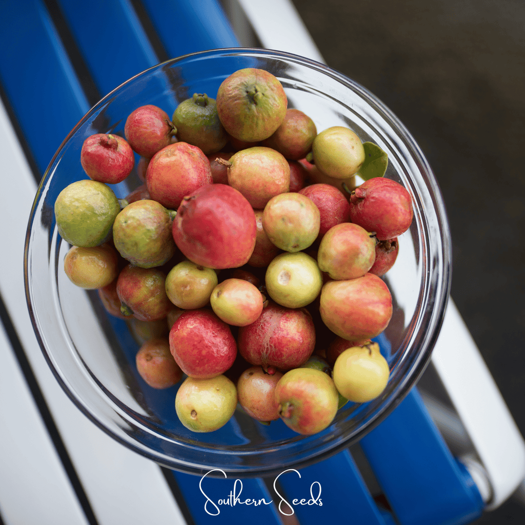Guava – 25 Seeds | Seeds | Wiccan Center