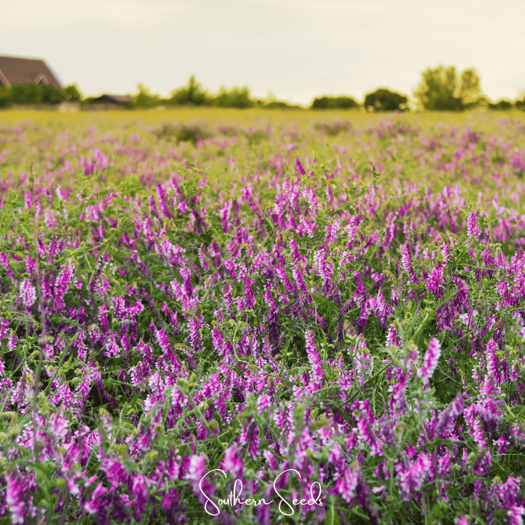 Hairy Vetch – 100 Seeds | Seeds | Wiccan Center