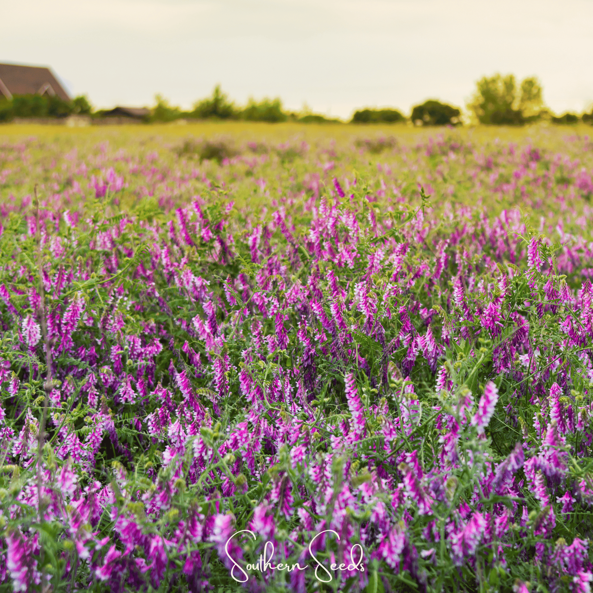 Hairy Vetch – 100 Seeds | Seeds | Wiccan Center