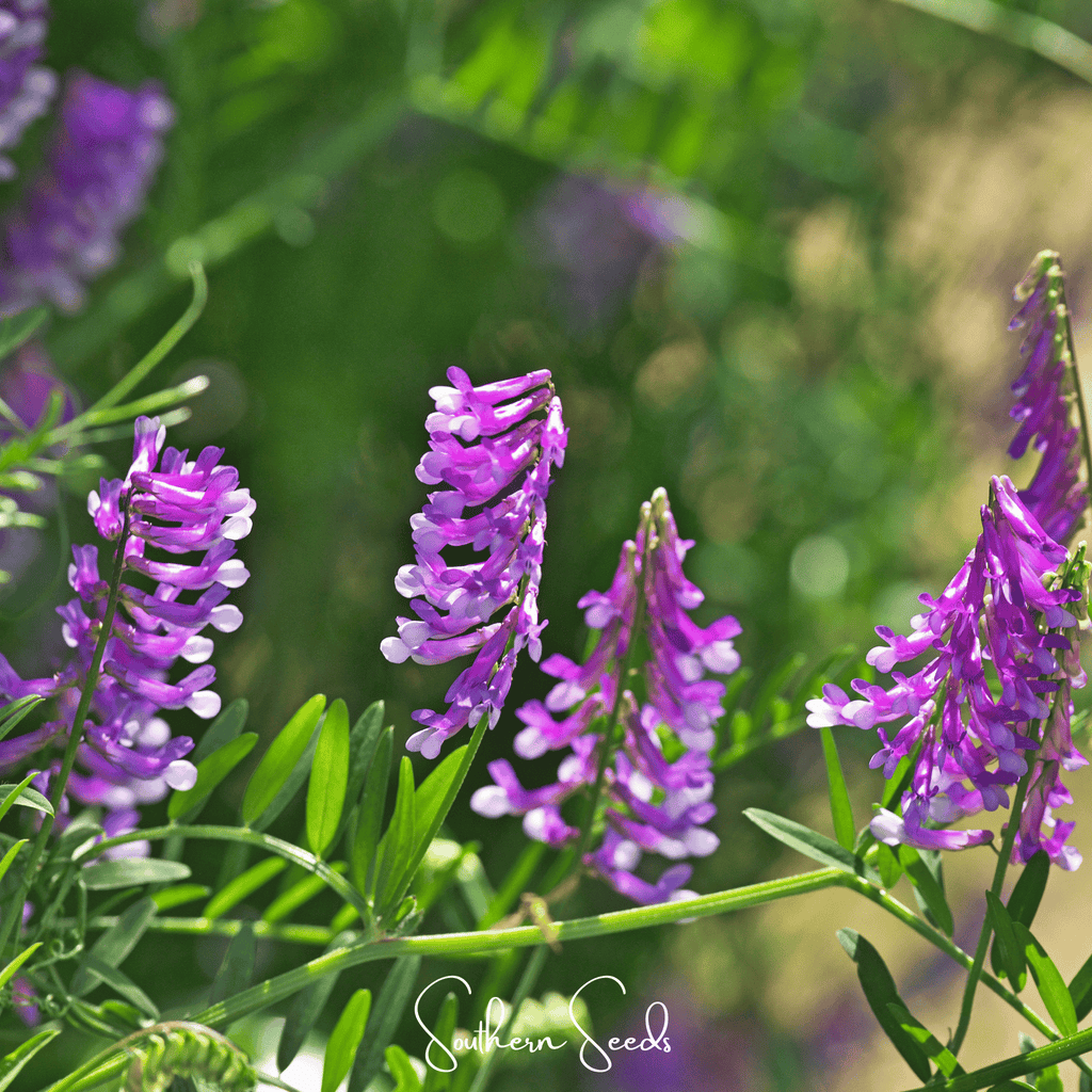 Hairy Vetch – 100 Seeds | Seeds | Wiccan Center