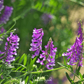 Hairy Vetch – 100 Seeds | Seeds | Wiccan Center