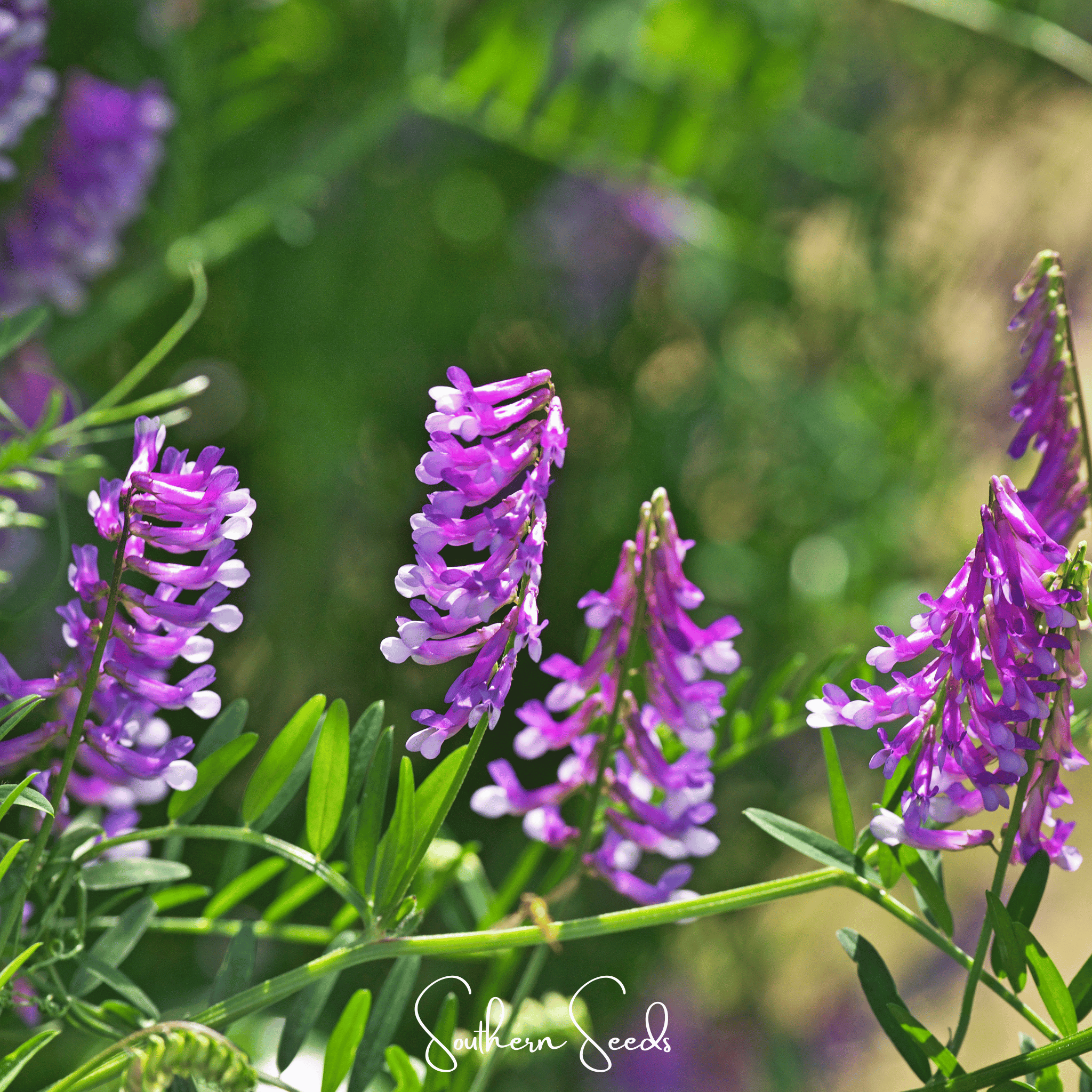 Hairy Vetch – 100 Seeds | Seeds | Wiccan Center