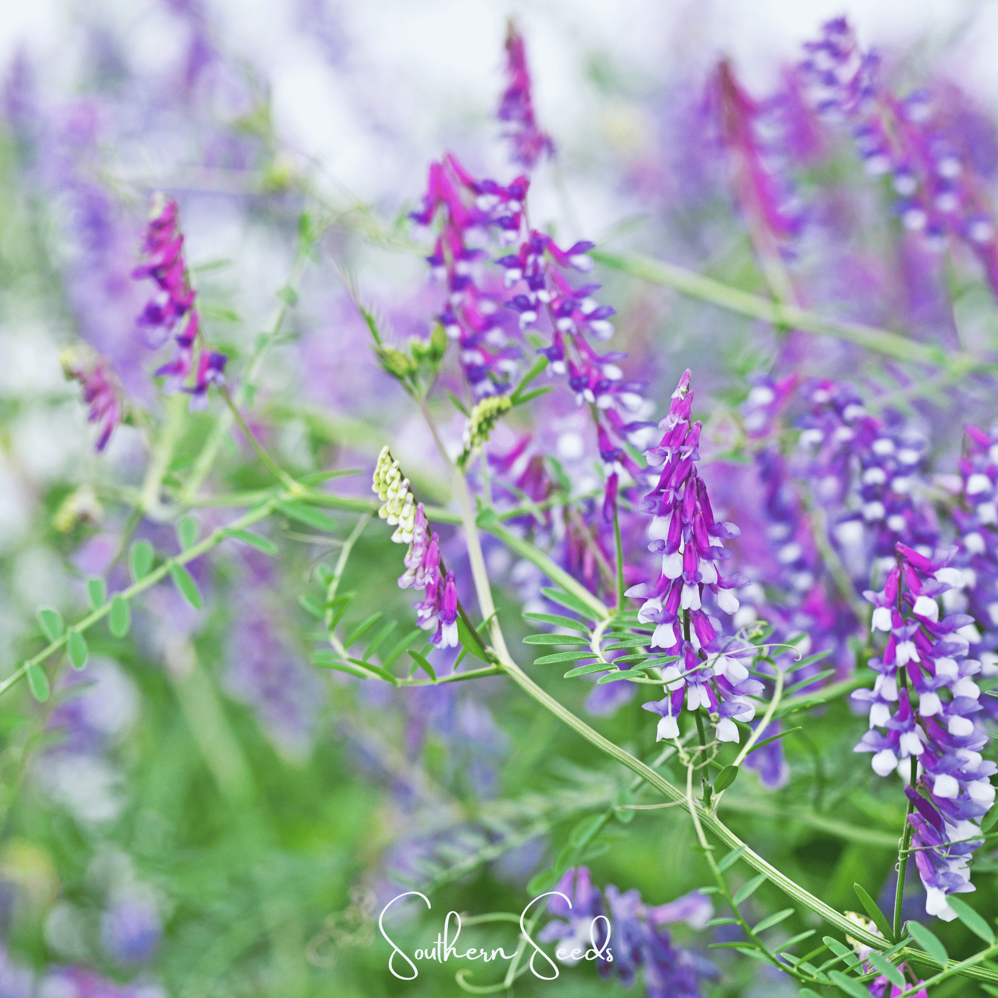 Hairy Vetch – 100 Seeds | Seeds | Wiccan Center