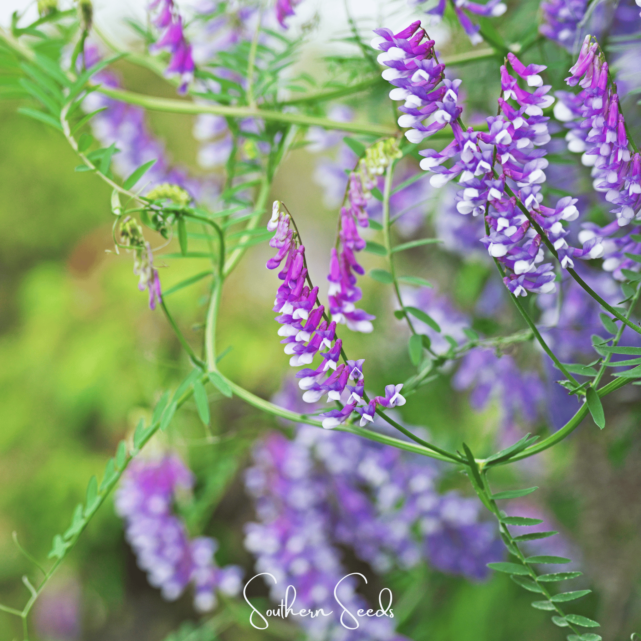 Hairy Vetch – 100 Seeds | Seeds | Wiccan Center
