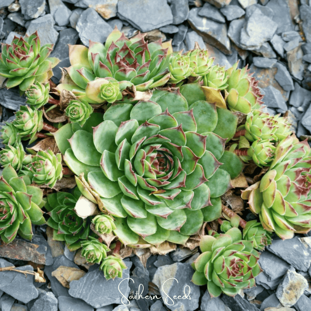 Hens & Chicks Cactus Mix – 30 Seeds | Seeds | Wiccan Center