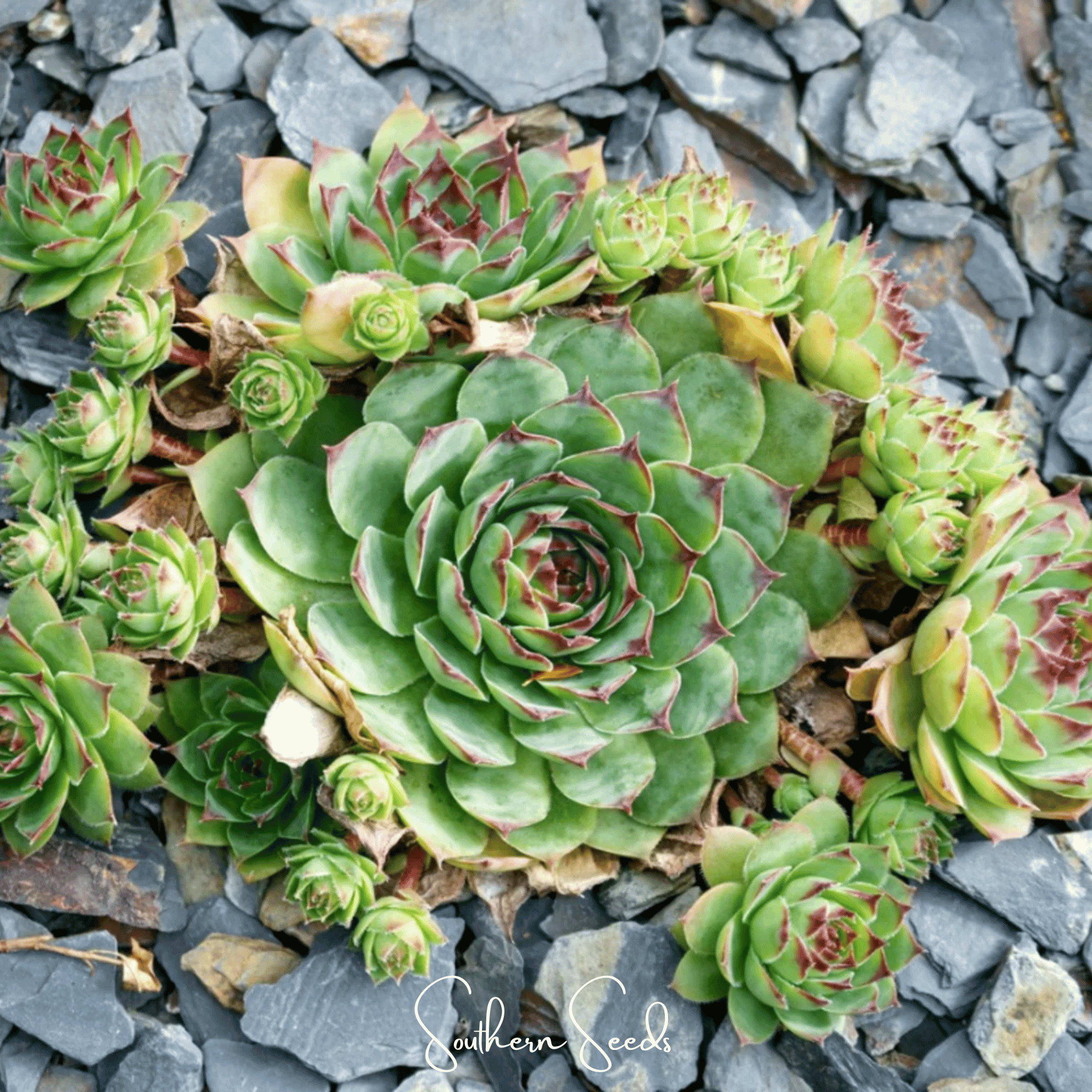 Hens & Chicks Cactus Mix – 30 Seeds | Seeds | Wiccan Center