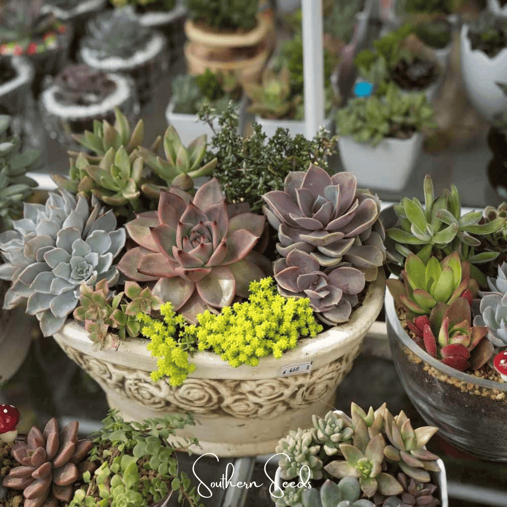 Hens & Chicks Cactus Mix – 30 Seeds | Seeds | Wiccan Center