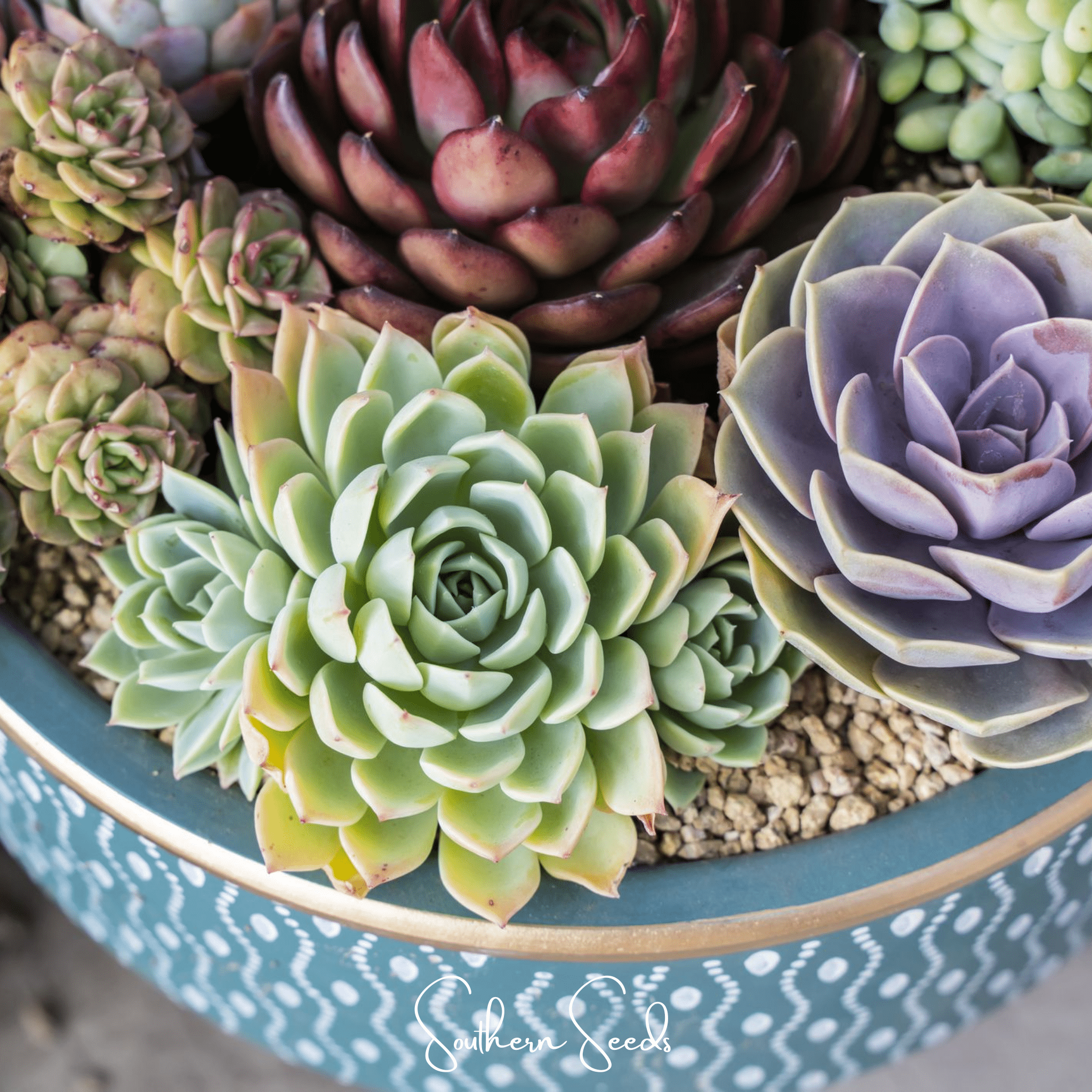 Hens & Chicks Cactus Mix – 30 Seeds | Seeds | Wiccan Center