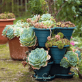 Hens & Chicks Cactus Mix – 30 Seeds | Seeds | Wiccan Center