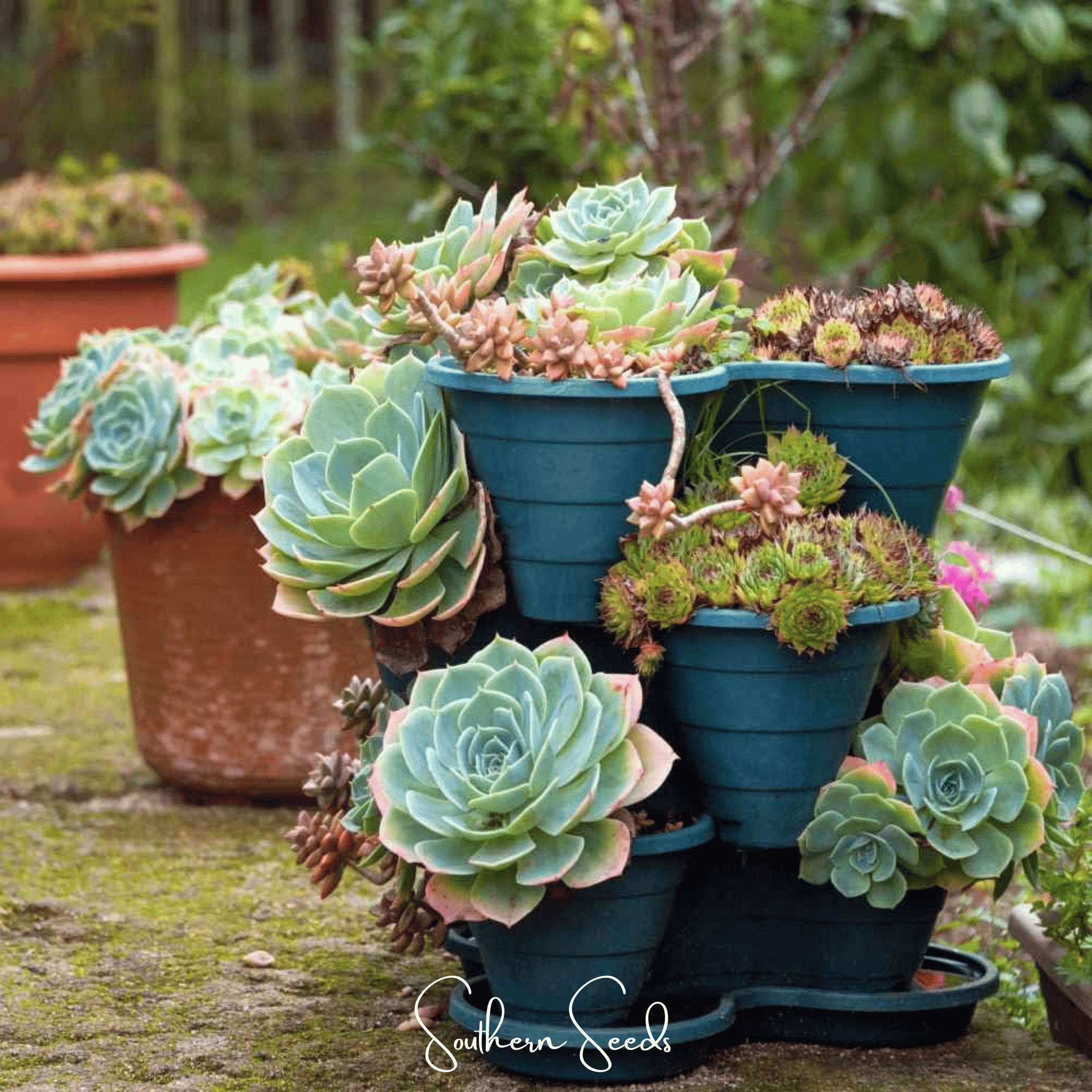 Hens & Chicks Cactus Mix – 30 Seeds | Seeds | Wiccan Center