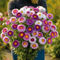Hi-No-Maru Pompon Aster – 50 Seeds | Seeds | Wiccan Center