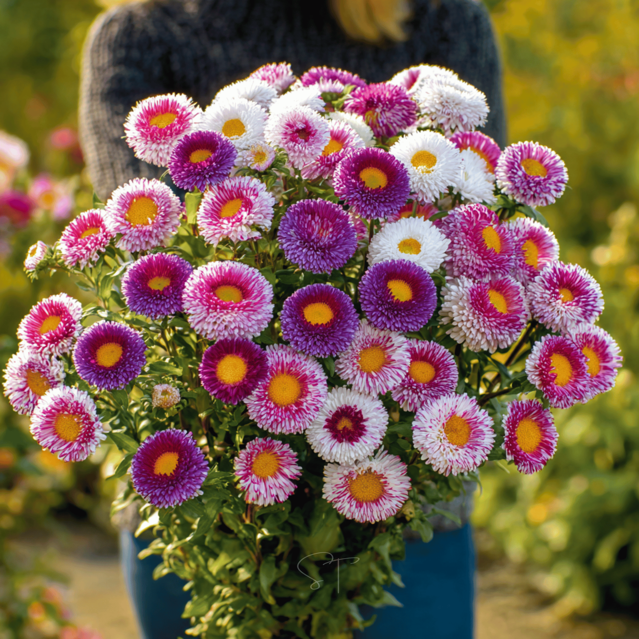 Hi-No-Maru Pompon Aster – 50 Seeds | Seeds | Wiccan Center