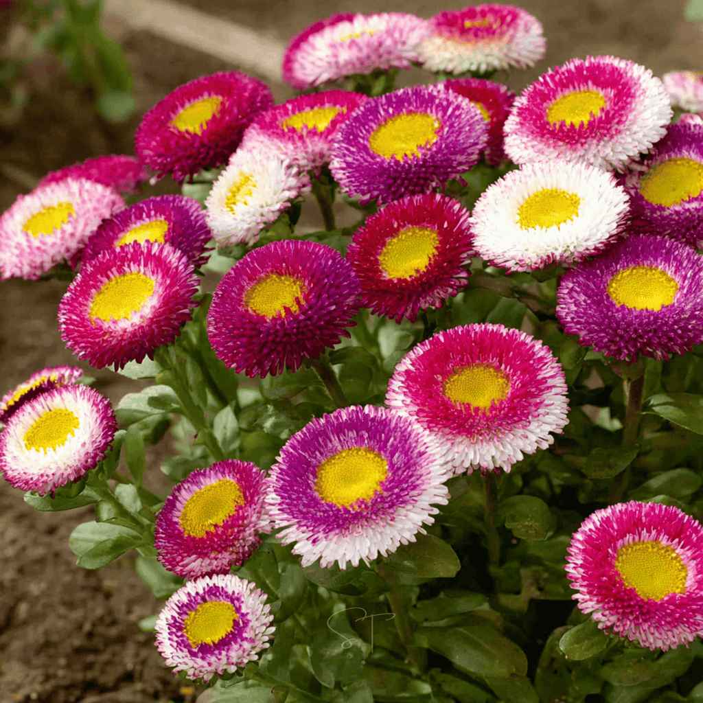 Hi-No-Maru Pompon Aster – 50 Seeds | Seeds | Wiccan Center