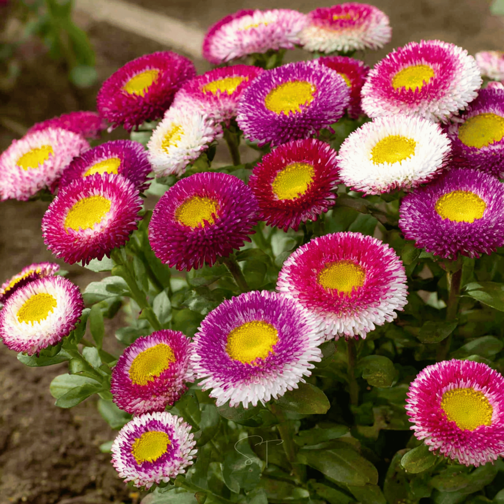 Hi-No-Maru Pompon Aster – 50 Seeds | Seeds | Wiccan Center