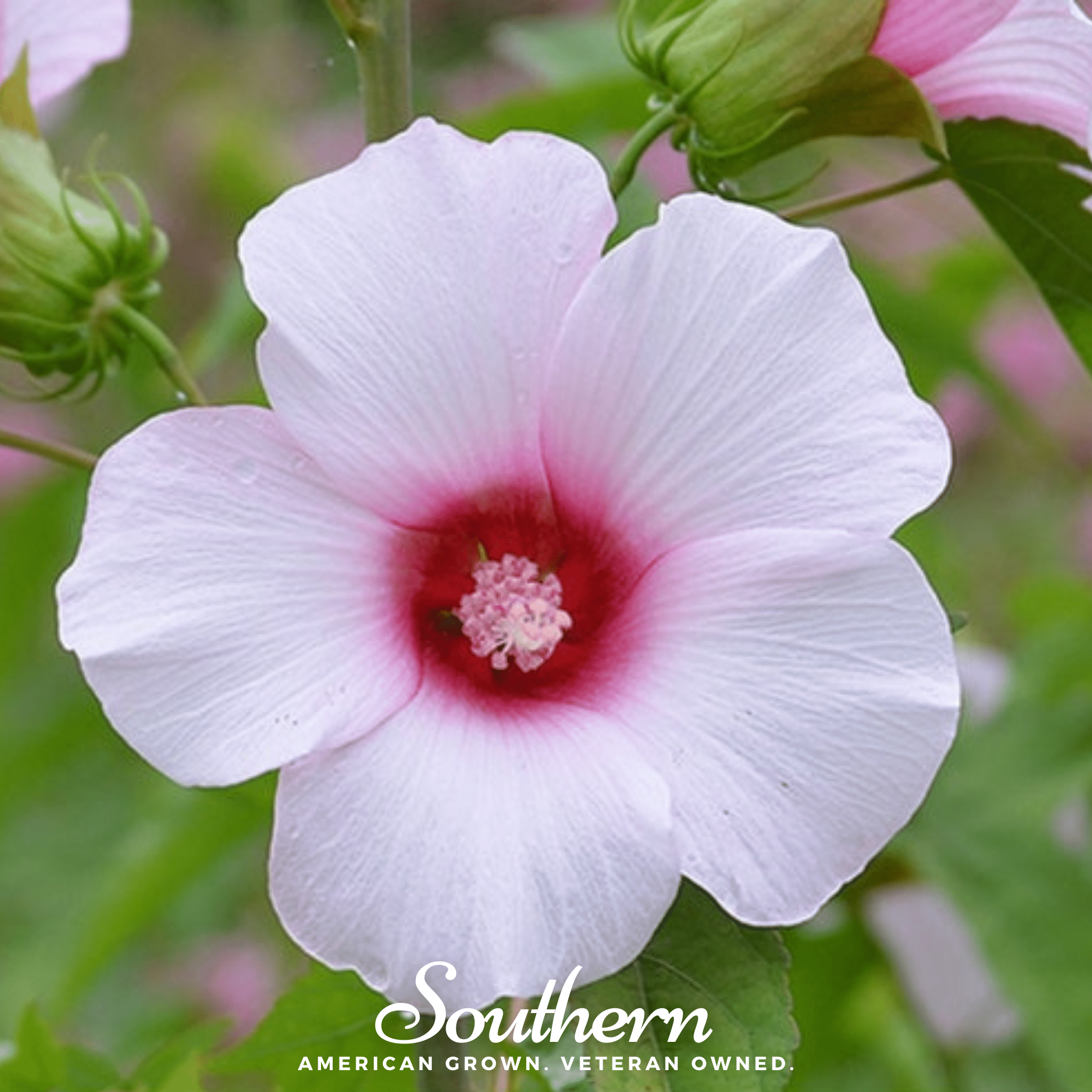Rose Mallow Hibiscus – 25 Seeds | | Wiccan Center