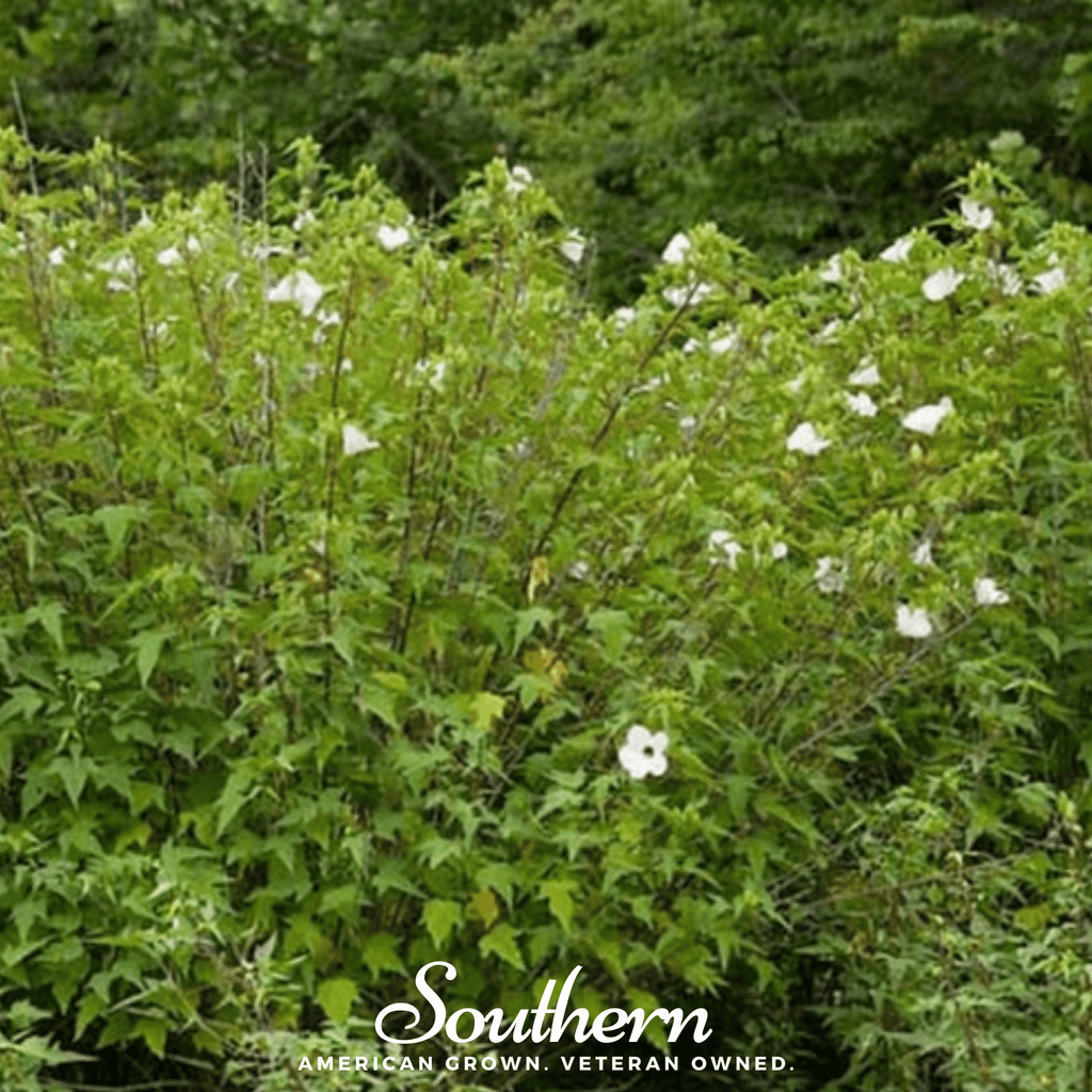 Rose Mallow Hibiscus – 25 Seeds | | Wiccan Center
