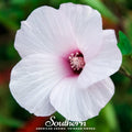 Rose Mallow Hibiscus – 25 Seeds | | Wiccan Center