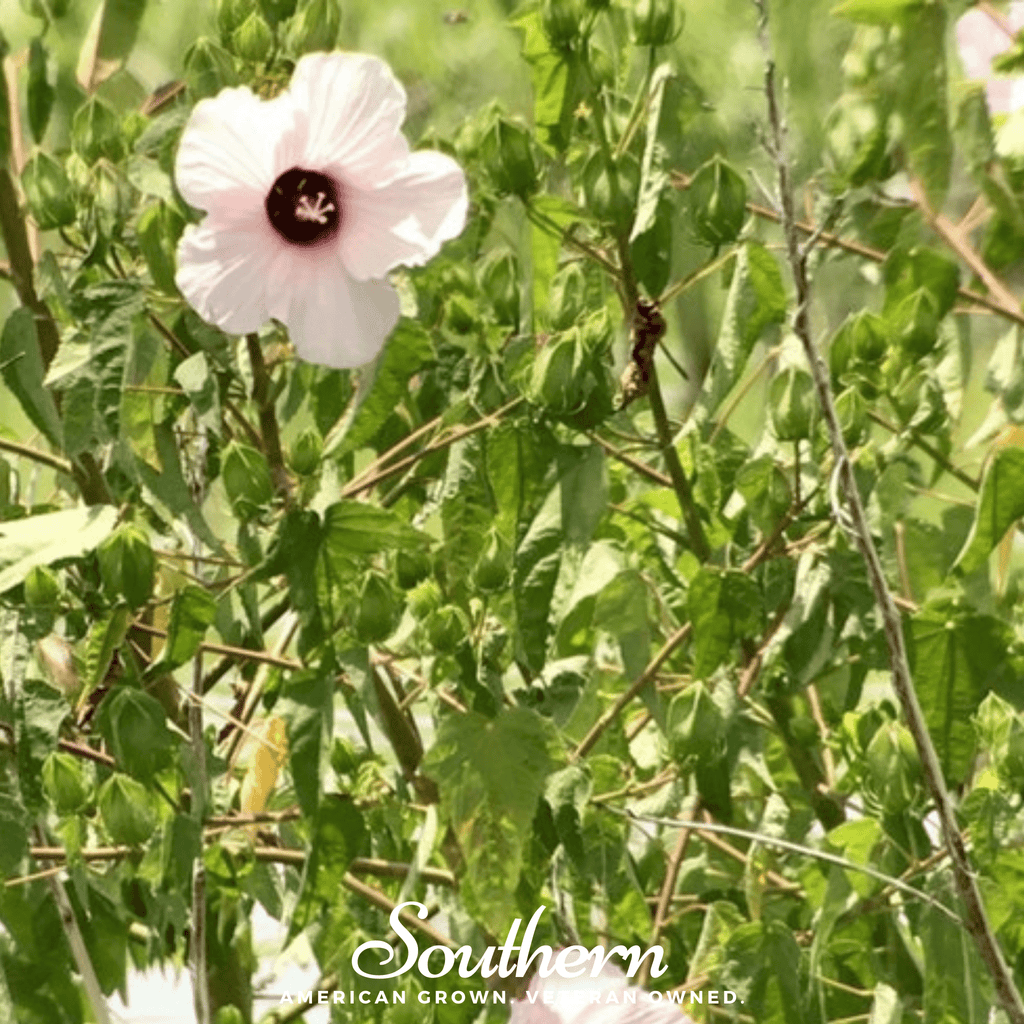 Rose Mallow Hibiscus – 25 Seeds | | Wiccan Center