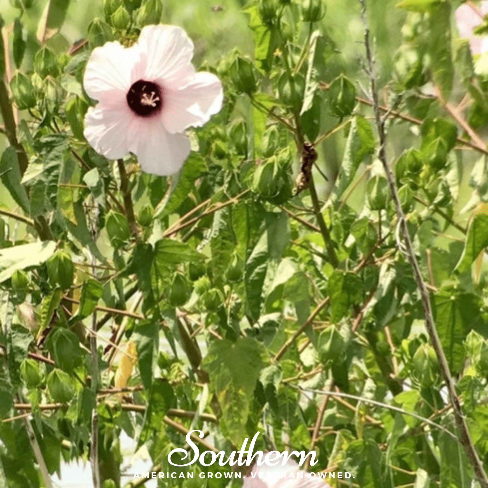 Rose Mallow Hibiscus – 25 Seeds | | Wiccan Center