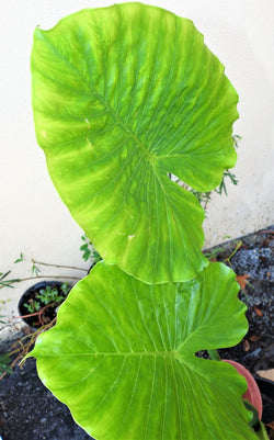 HERB MALANGA | Herbs | Wiccan Center