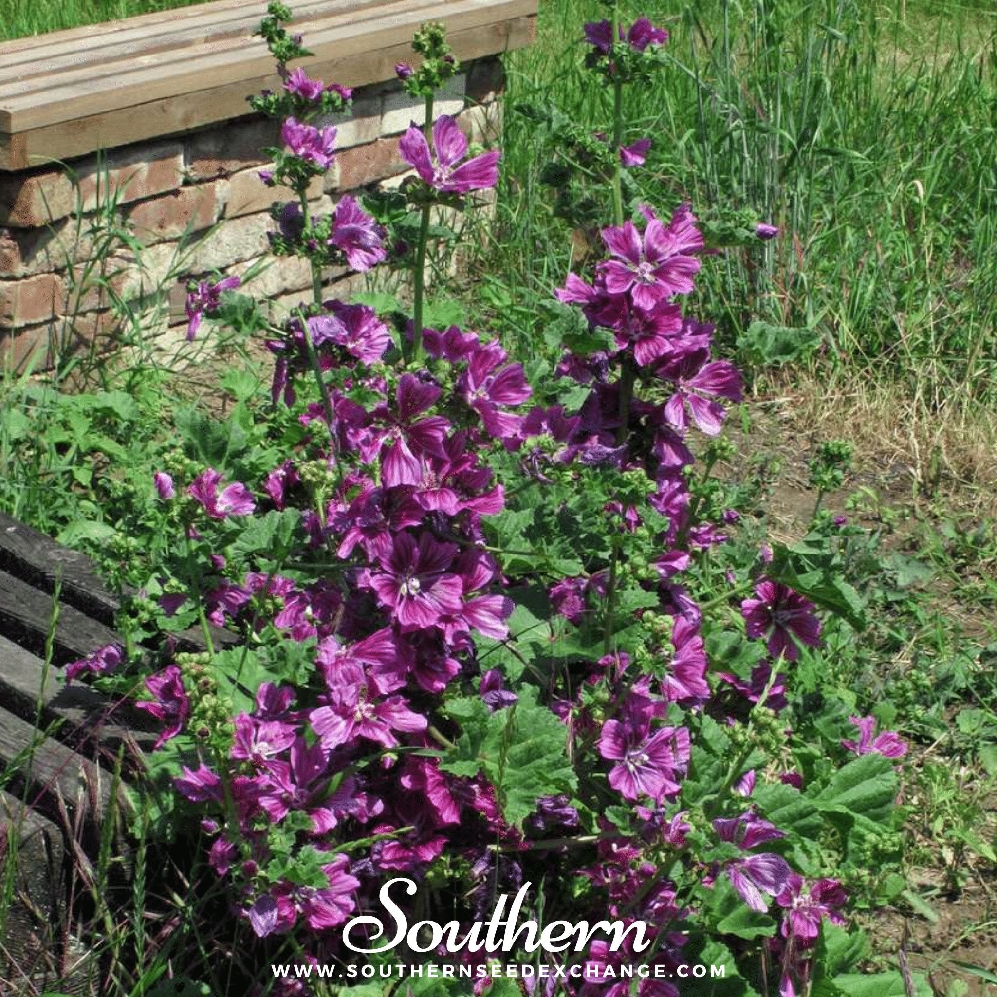 French Hollyhock – 25 Seeds | | Wiccan Center