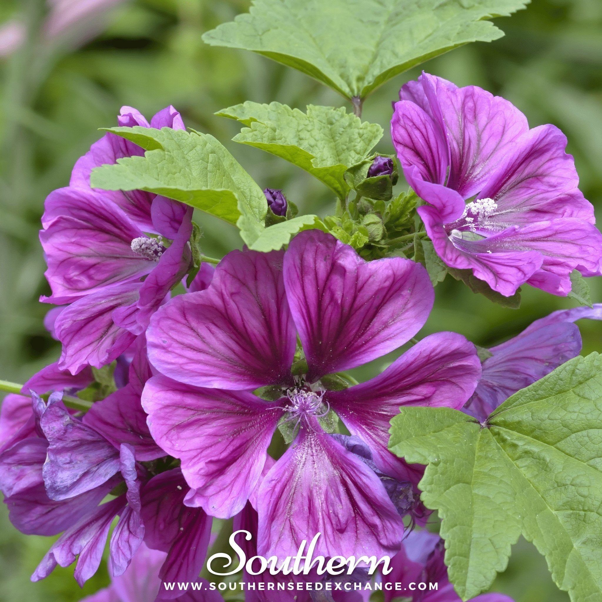 French Hollyhock – 25 Seeds | | Wiccan Center