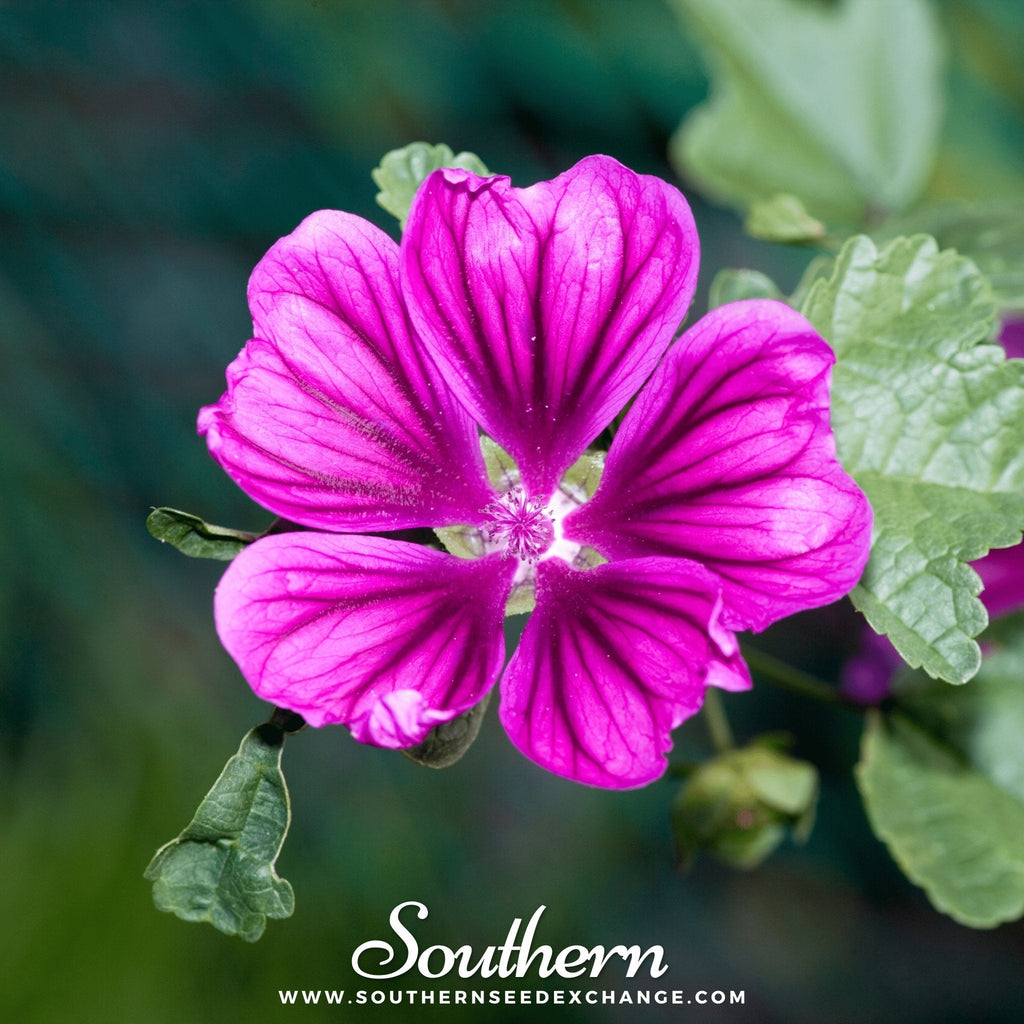 French Hollyhock – 25 Seeds | | Wiccan Center