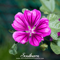 French Hollyhock – 25 Seeds | | Wiccan Center