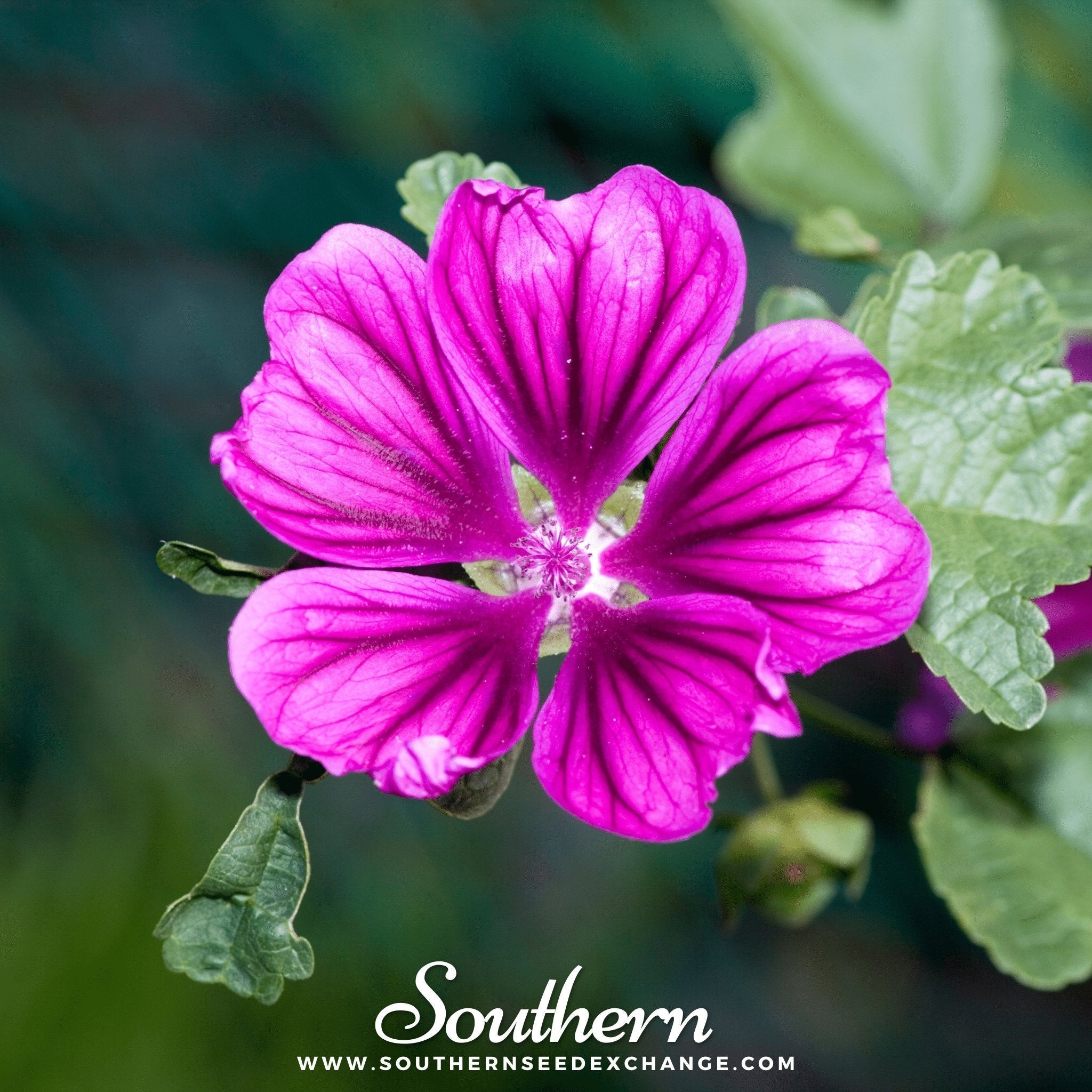 French Hollyhock – 25 Seeds | | Wiccan Center