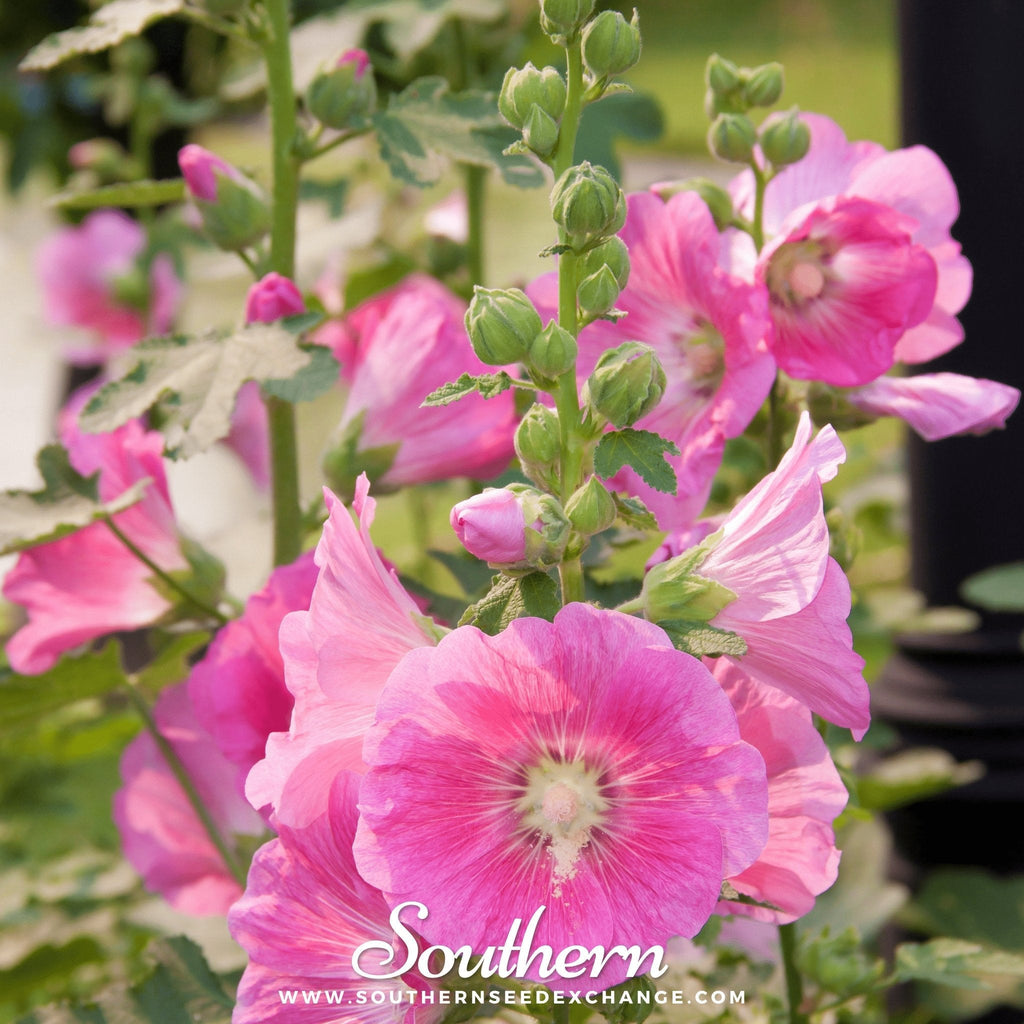 Pink Hollyhock – 25 Seeds | | Wiccan Center