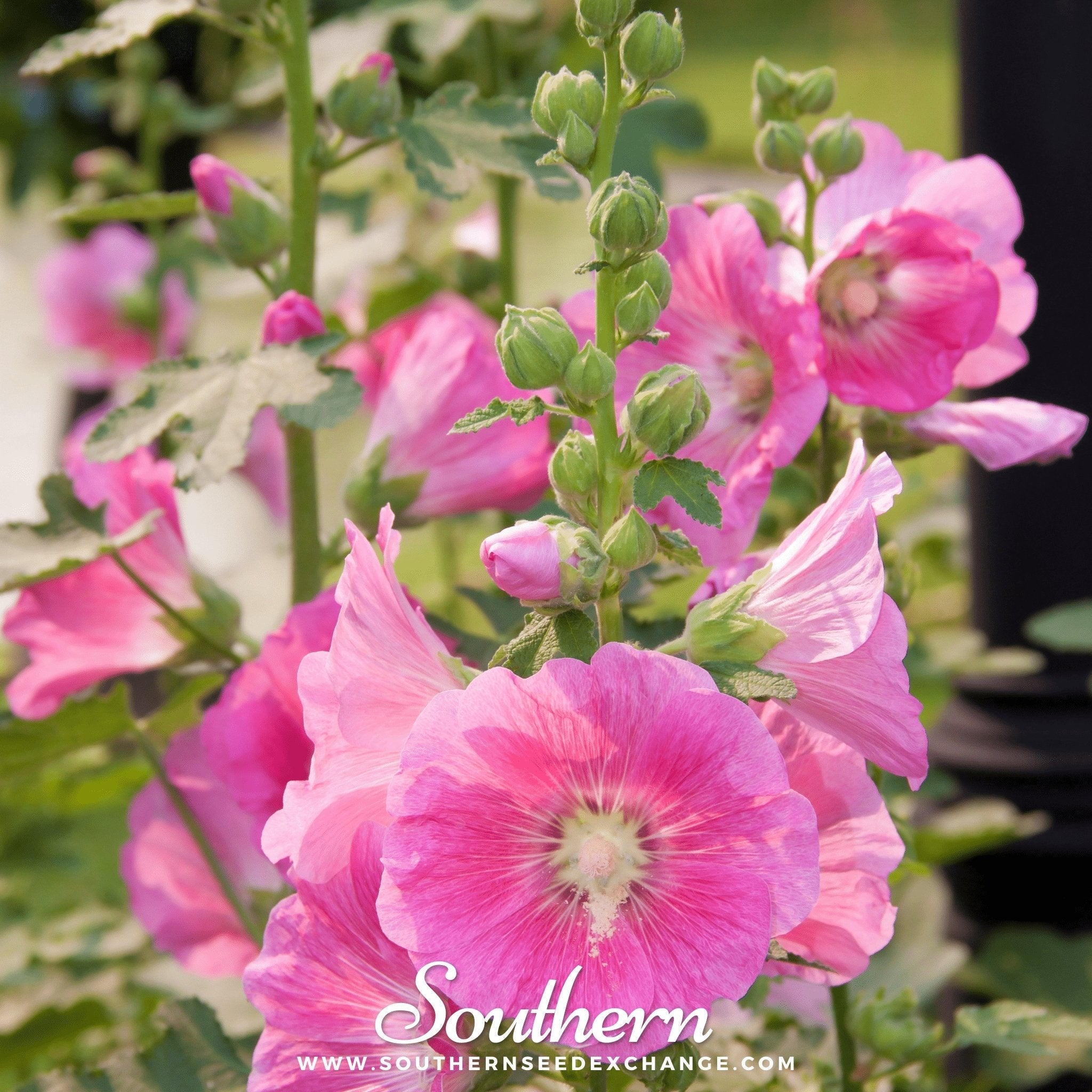 Pink Hollyhock – 25 Seeds | | Wiccan Center