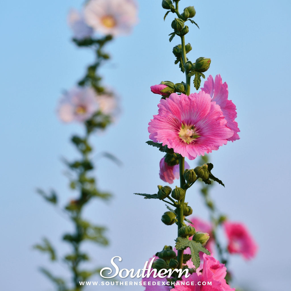 Pink Hollyhock – 25 Seeds | | Wiccan Center