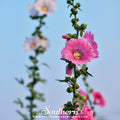 Pink Hollyhock – 25 Seeds | | Wiccan Center