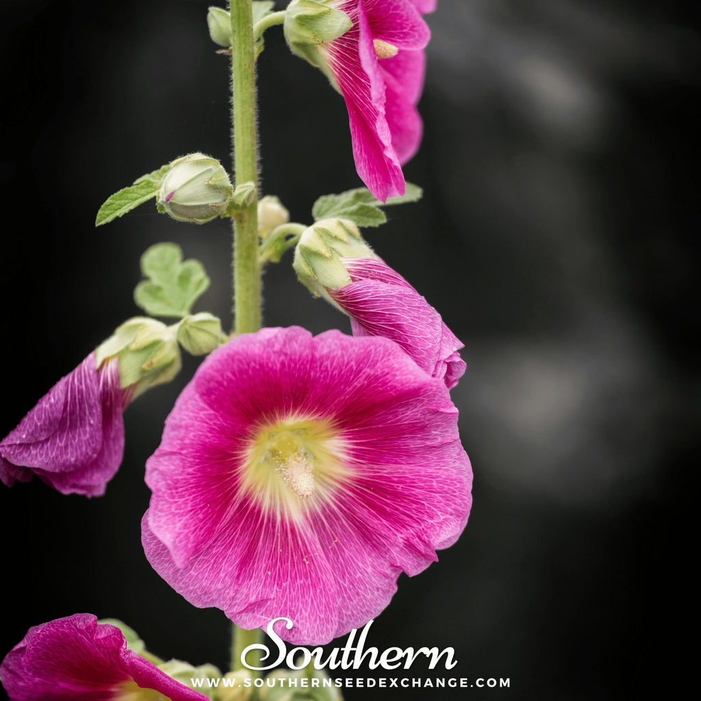 Pink Hollyhock – 25 Seeds | | Wiccan Center