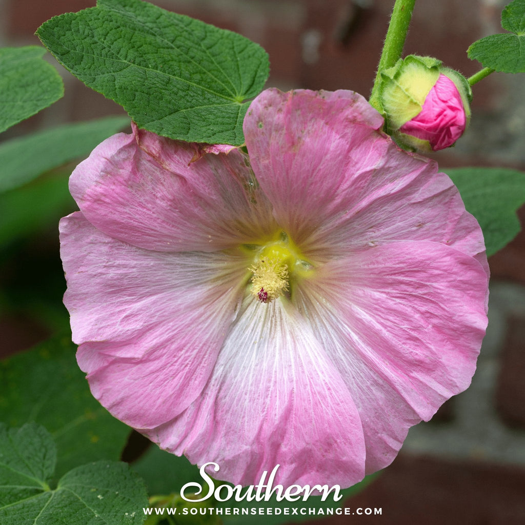 Pink Hollyhock – 25 Seeds | | Wiccan Center
