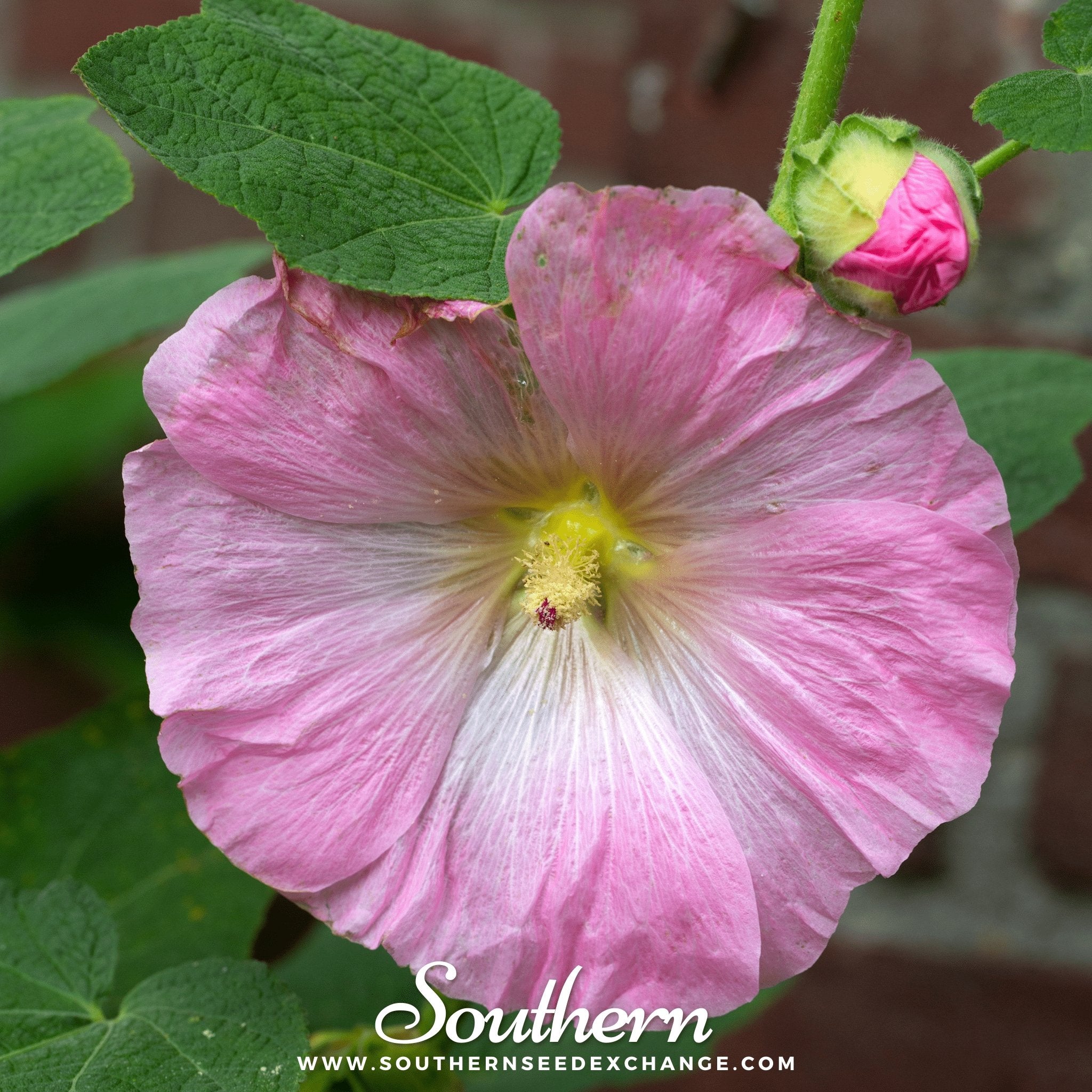 Pink Hollyhock – 25 Seeds | | Wiccan Center