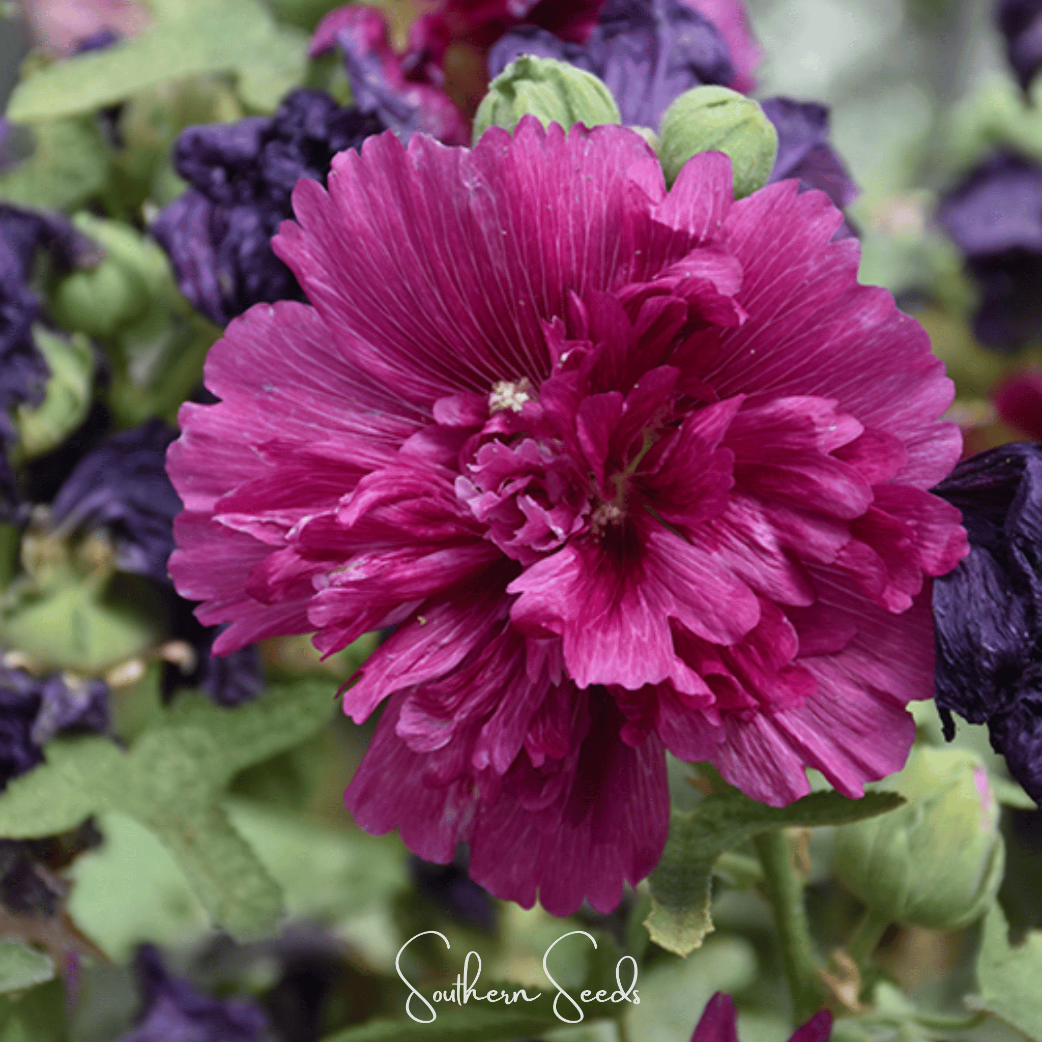 Queeny Purple Hollyhock – 25 Seeds | Seeds | Wiccan Center