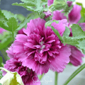 Queeny Purple Hollyhock – 25 Seeds | Seeds | Wiccan Center