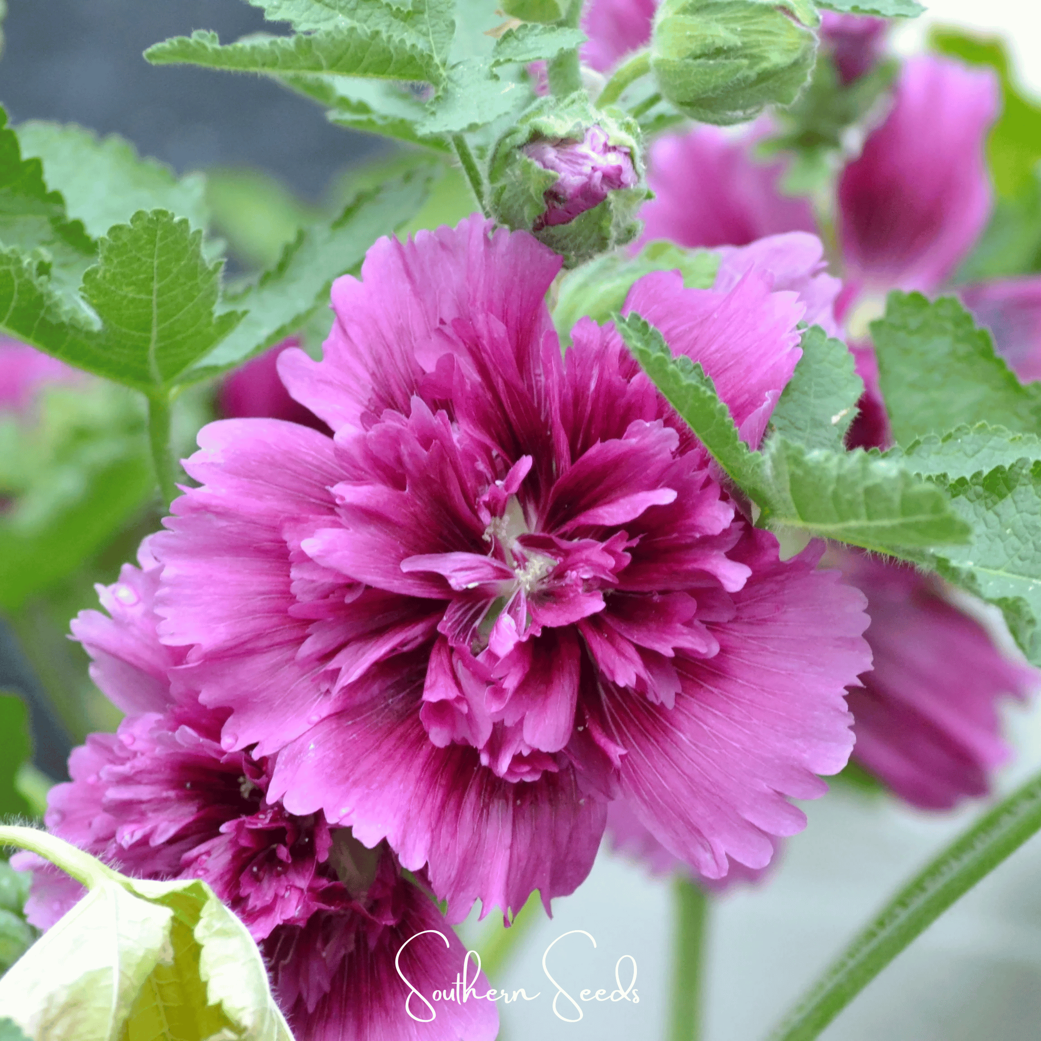 Queeny Purple Hollyhock – 25 Seeds | Seeds | Wiccan Center
