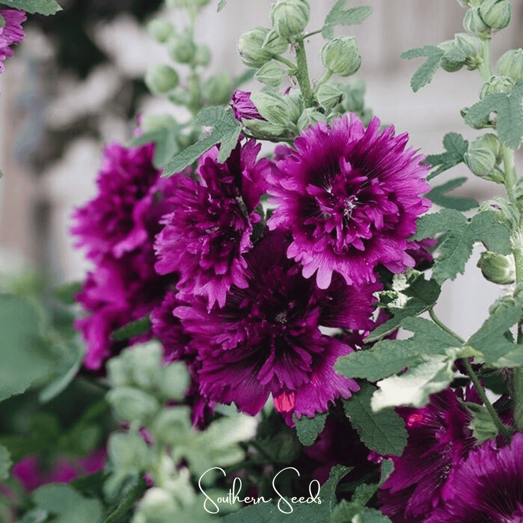 Queeny Purple Hollyhock – 25 Seeds | Seeds | Wiccan Center