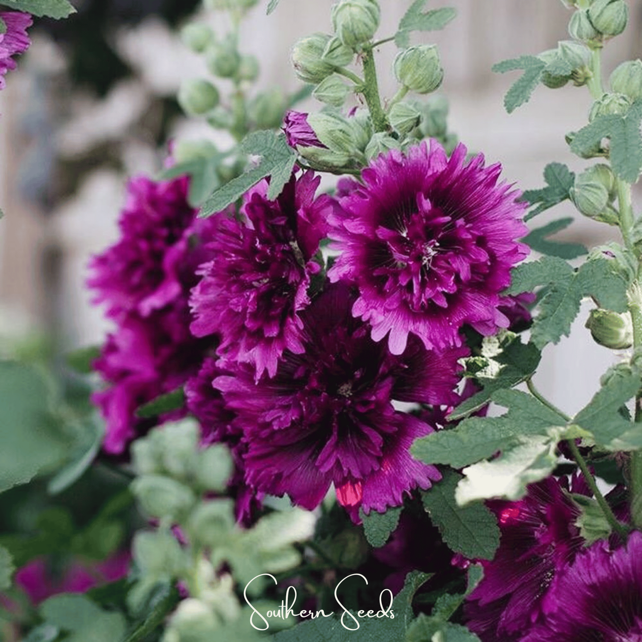 Queeny Purple Hollyhock – 25 Seeds | Seeds | Wiccan Center