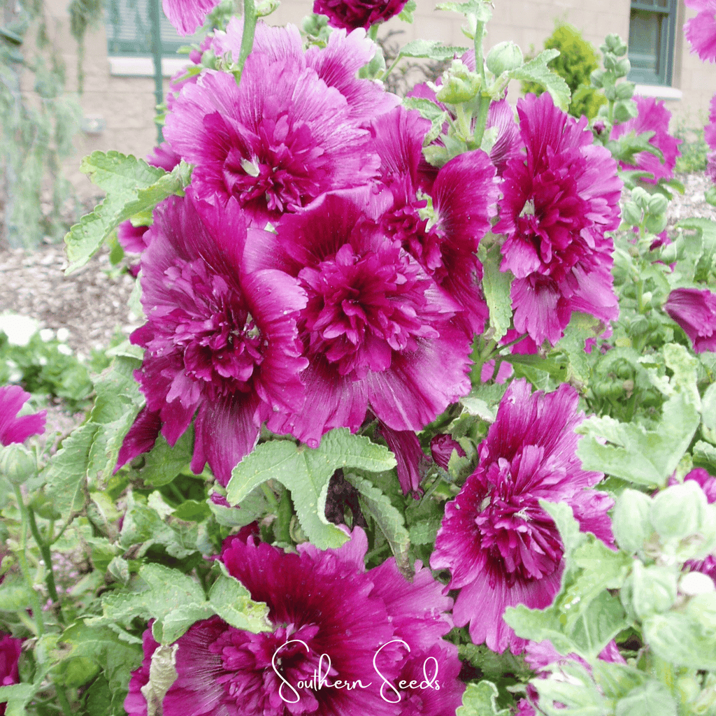 Queeny Purple Hollyhock – 25 Seeds | Seeds | Wiccan Center