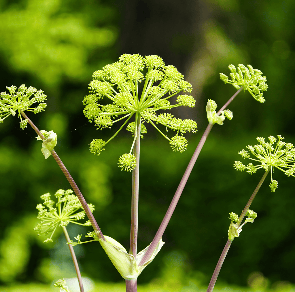 Holy Ghost Angelica – 50 Seeds | Seeds | Wiccan Center
