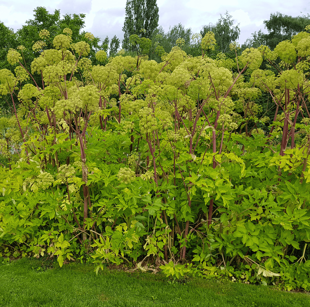 Holy Ghost Angelica – 50 Seeds | Seeds | Wiccan Center