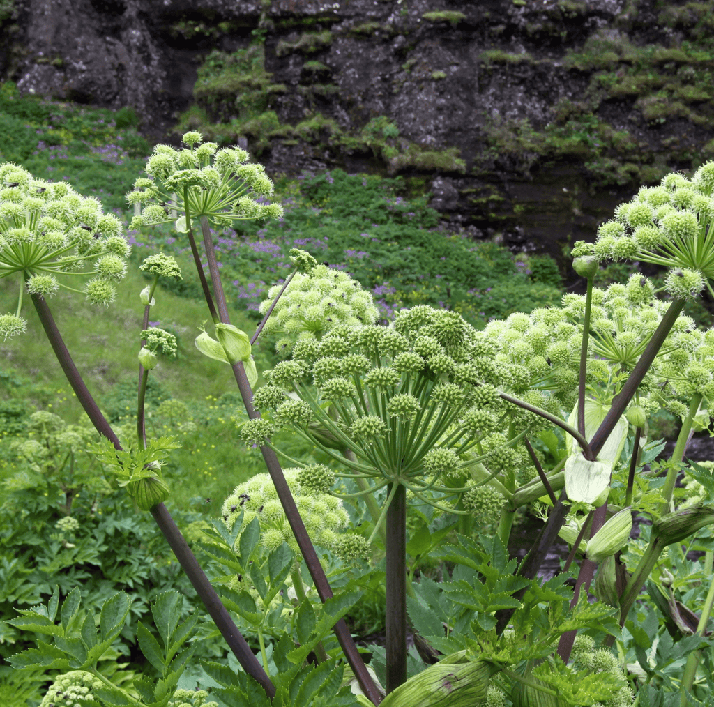 Holy Ghost Angelica – 50 Seeds | Seeds | Wiccan Center